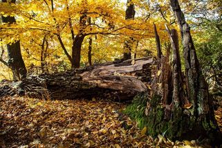 Otřesný nález v Nevolném. Na scéně byli opět myslivci - Médium.cz